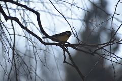 Parus major