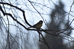 Parus major