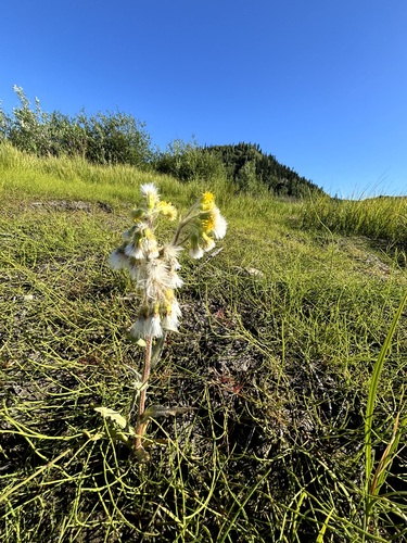 Marsh Fleawort