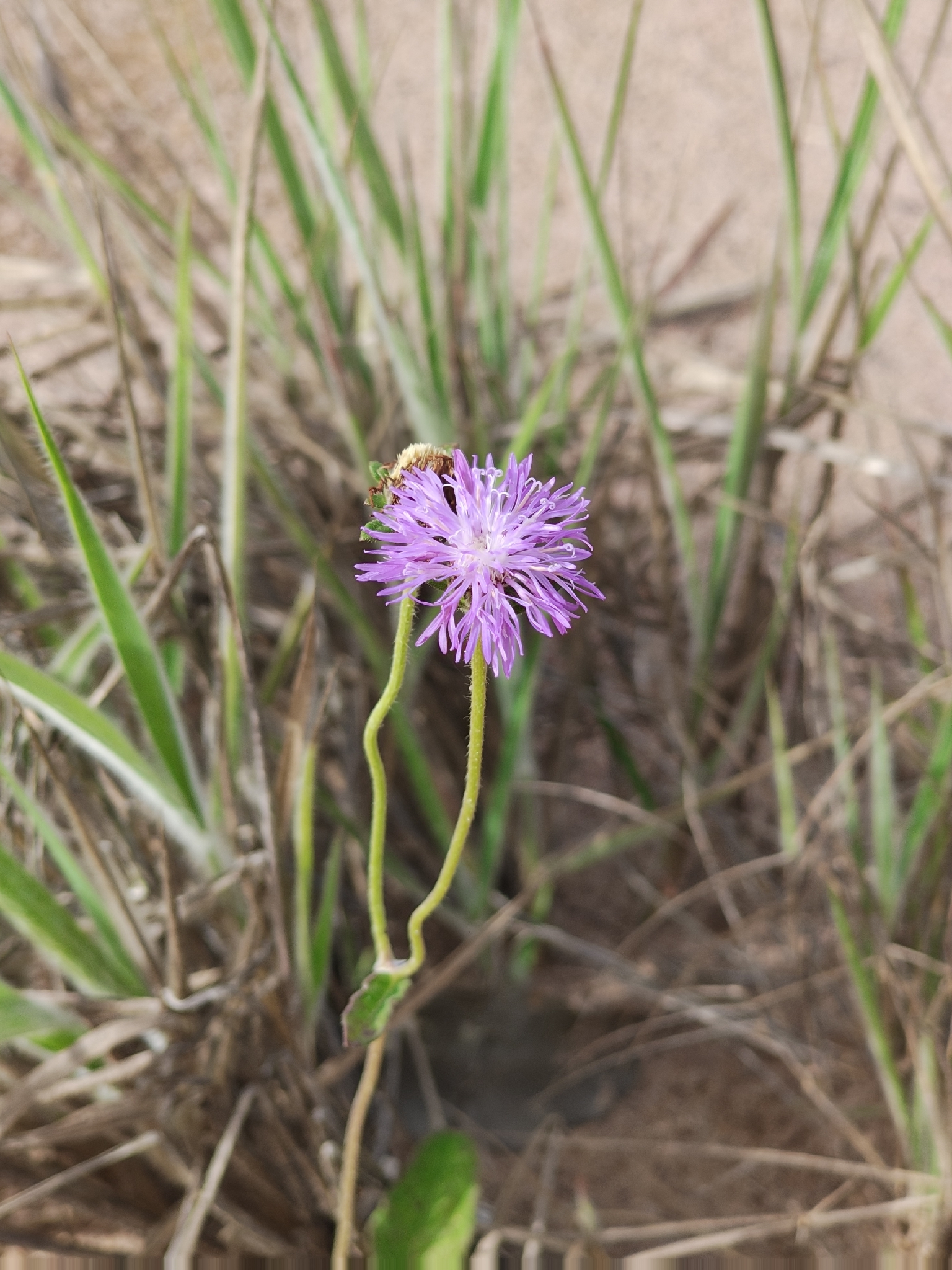 Stilpnopappus cearensis