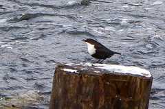 Cinclus cinclus