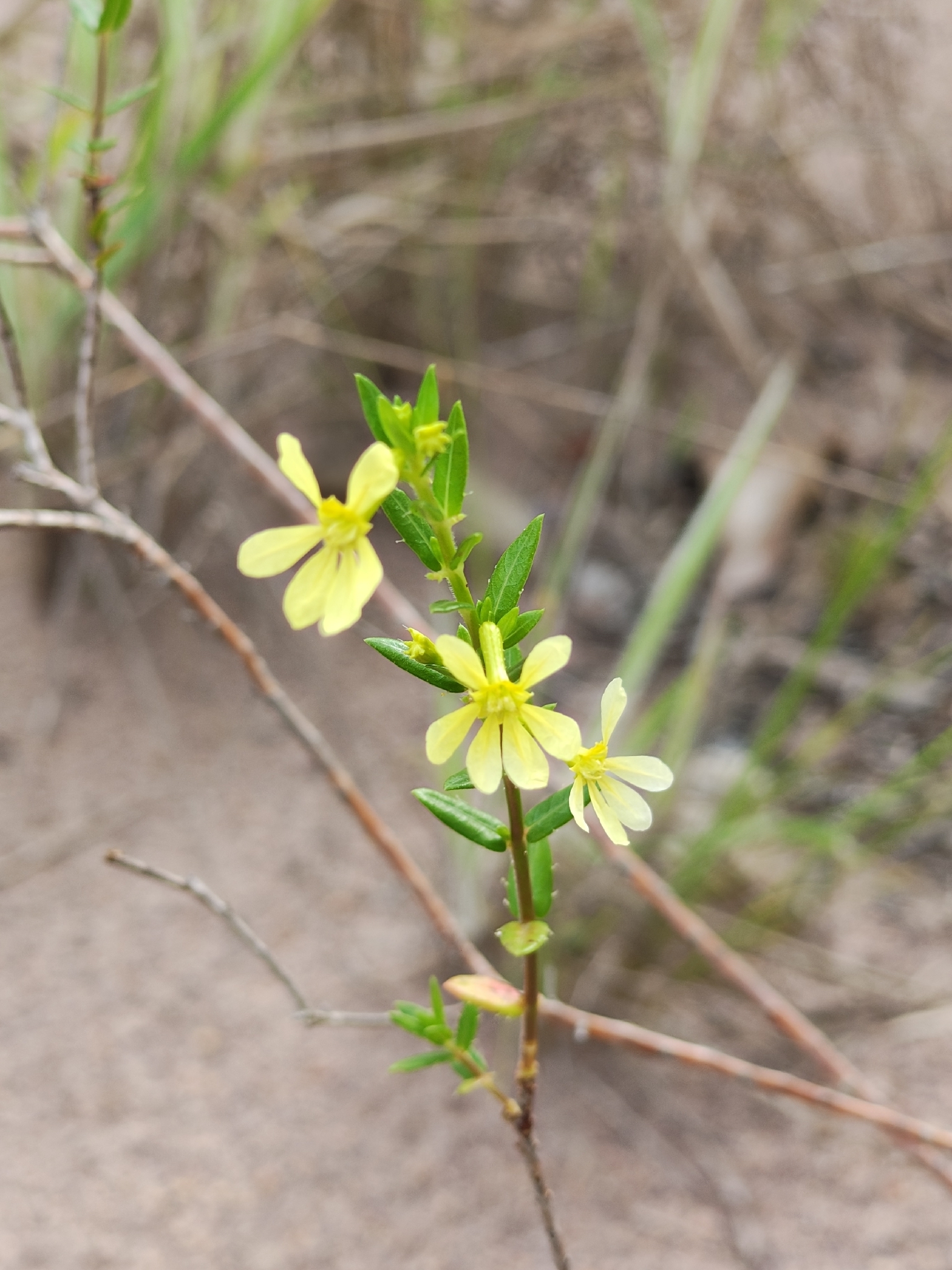 Cuphea flava