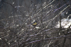 Parus major