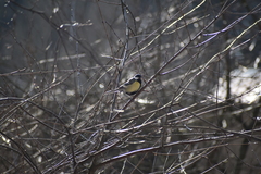 Parus major