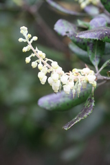 Comarostaphylis