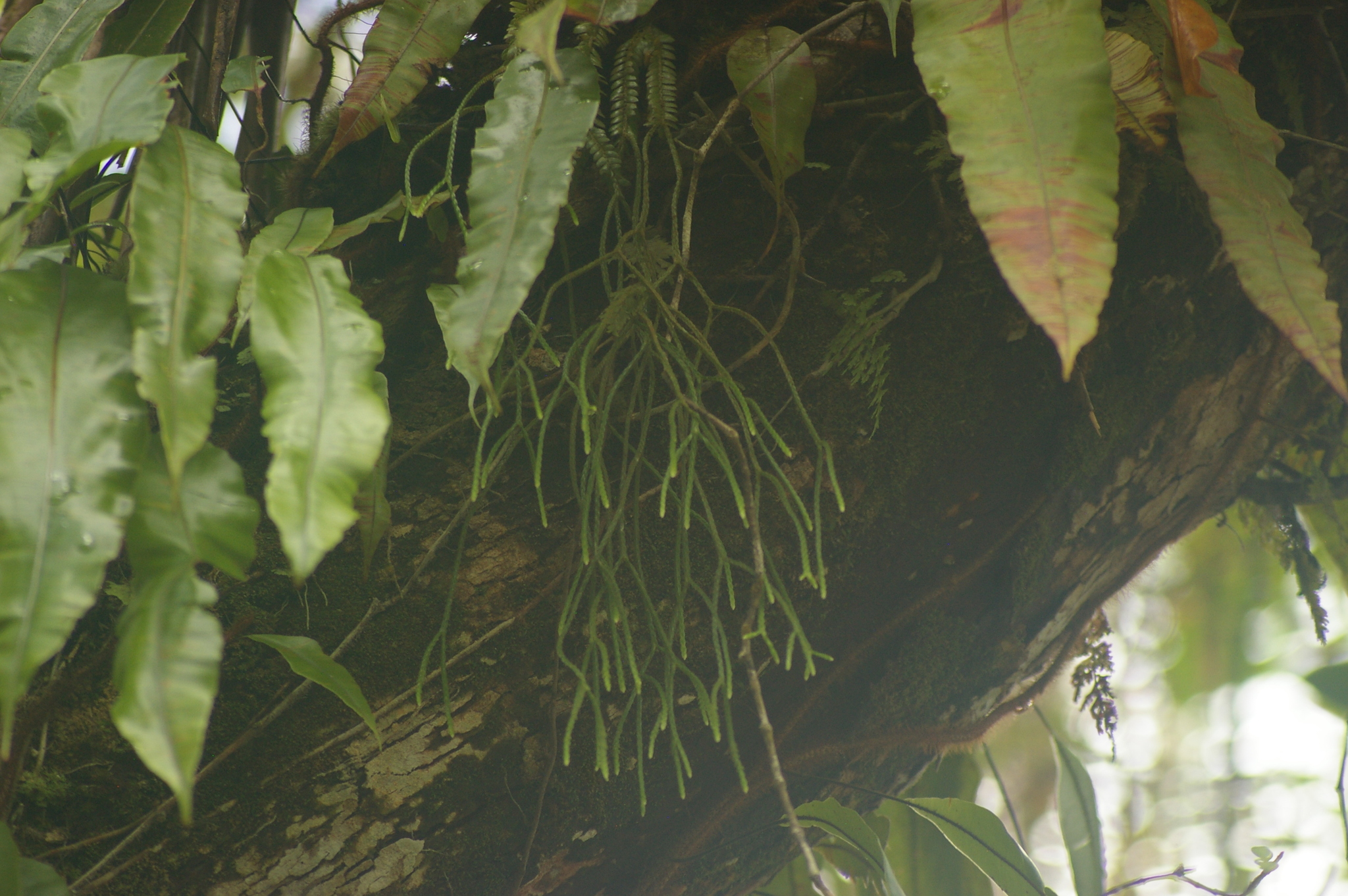 Mistletoe Cactus (Rhipsalis baccifera)