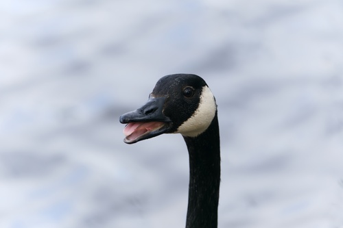 Barnacla canadiense grande (Branta canadensis)