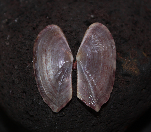 Gari fervensis