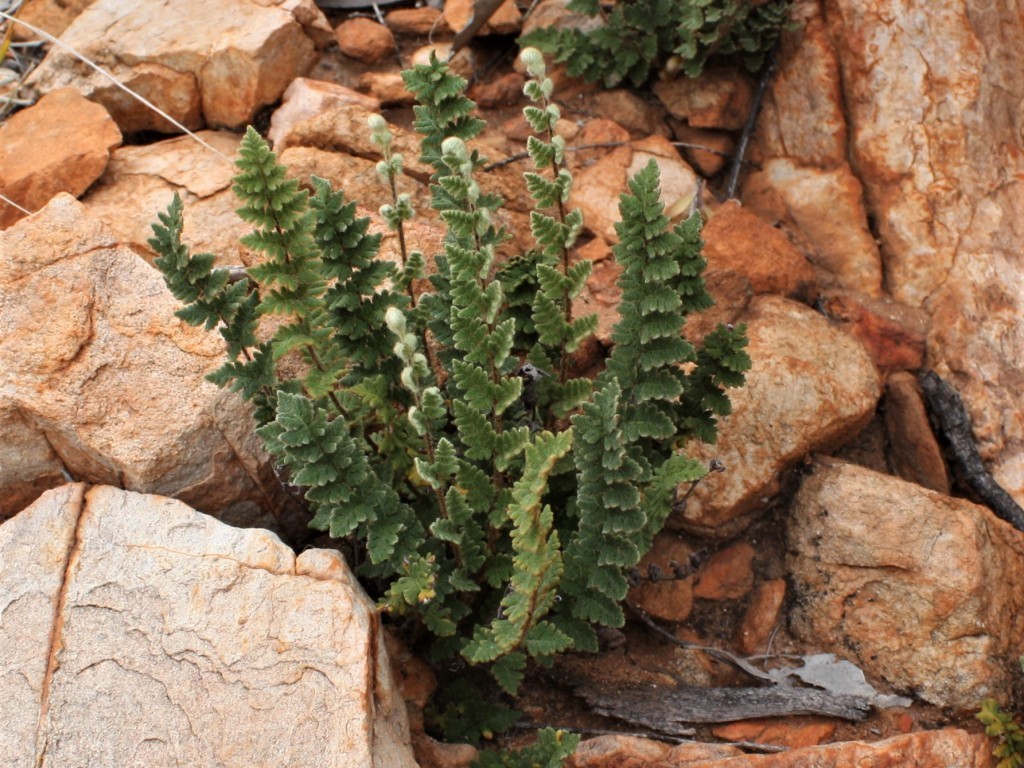 Woolly Cloak-fern