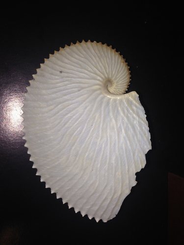 Greater Argonaut photographed in Albania