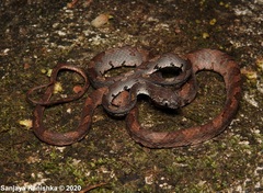 Boiga barnesii