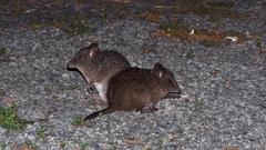 Potorous tridactylus