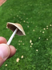 Agaricales