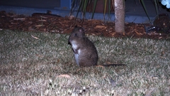 Potorous tridactylus