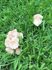 Agaricales