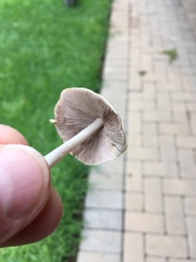Agaricales