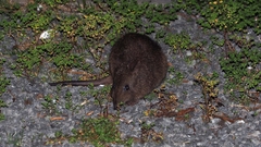 Potorous tridactylus