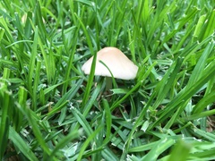 Agaricales
