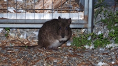 Potorous tridactylus