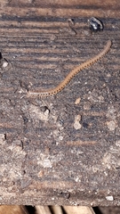Proteroiulus fuscus