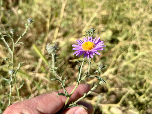 fall tansyaster (Dieteria asteroides)