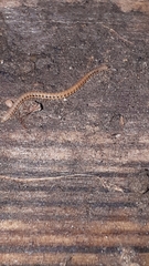 Proteroiulus fuscus