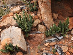 Cheilanthes lasiophylla