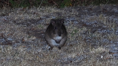 Potorous tridactylus