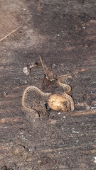 Proteroiulus fuscus