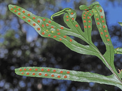 Polypodium ensiforme