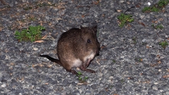 Potorous tridactylus