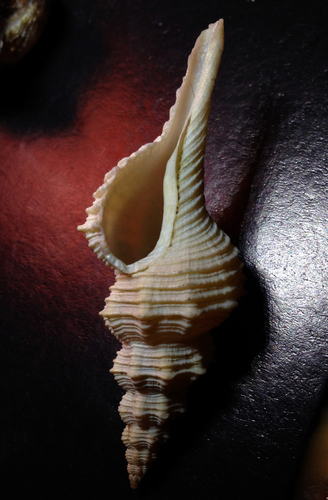 Pseudofusus rostratus