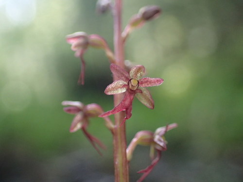 Heartleaf Twayblade