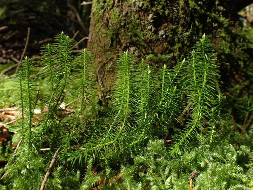 Lycopodium annotinum iNat (3)