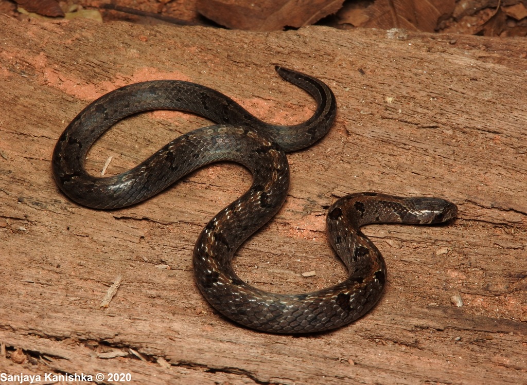 Reed-Like Kukri Snake