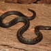Templeton's Kukri Snake - Photo (c) Sanjaya Kanishka, some rights reserved (CC BY-NC), uploaded by Sanjaya Kanishka