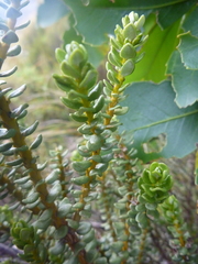 Olearia nummulariifolia
