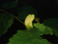 Colopha compressa