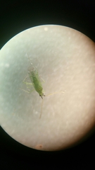 Macrolophus pygmaeus