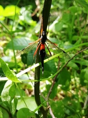 Tanyptera atrata