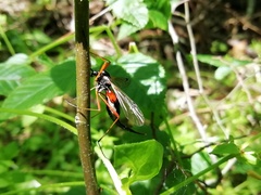 Tanyptera atrata