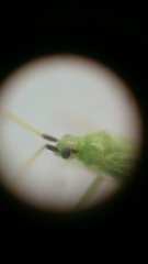 Macrolophus pygmaeus