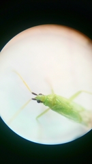 Macrolophus pygmaeus