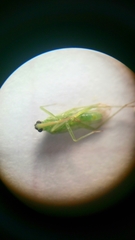 Macrolophus pygmaeus