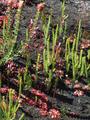 Drosera aliciae