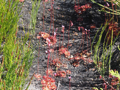 Drosera aliciae