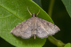 Protonoceras