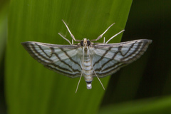 Ravanoa xiphialis