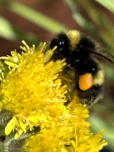 Cryptic Bumble Bee