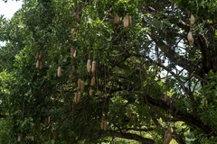 Kigelia